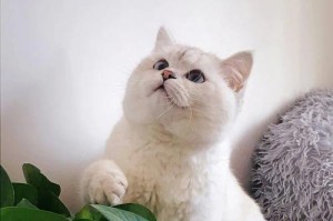 猫咪比赛大全（了解参赛条件及比赛要求，打造宠物猫咪的明星梦想）