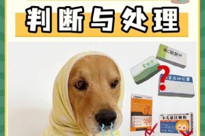 如何让你的阿富汗犬健康瘦身（宠爱你的犬友，让它们拥有健康体态）