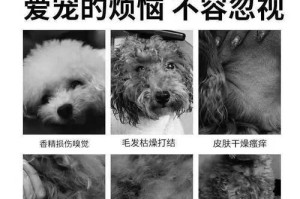 以灰色贵宾狗喂什么吃的？（为你的灰色贵宾提供健康饮食）
