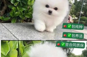 如何照顾博美犬幼犬（宠物养成指南）