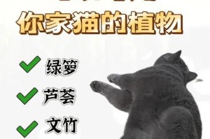 中国人适合养什么猫？挑选理想宠物伴侣的关键（揭示中国人养猫的首选品种以及关键因素）