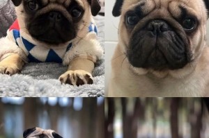 探索以巴哥狗的喜好之谜（揭示以巴哥狗的喜好习性，让你更了解你的宠物伙伴）
