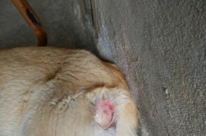 为什么狗经常咬腿？（探索狗咬腿的常见症状和可能原因）
