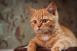 猫咪的眼睛——与人类眼中的不同之处（揭秘猫咪眼睛的奥秘，解读与人眼不同的亮点）