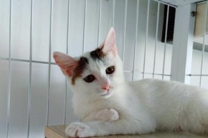 了解小猫的喜好（揭秘小猫成长阶段的喜好和需求）