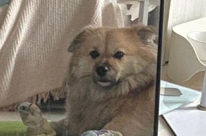 小狗最讨厌的事情是什么？（探索小狗厌恶的症结所在，了解它们的心理需求）