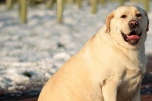 青春美好，宠爱万能梗犬（如何科学合理地喂养你的万能梗犬）