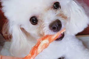 小心！这些零食会让你的爱犬生病（狗狗不能碰的零食有哪些？如何避免给它们带来伤害？）