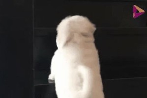 黑色短腿狗的品种及特点（探秘黑色短腿狗的神秘魅力）