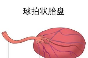 探秘猫羊膜的奇妙形态（揭开猫羊膜的面纱，解析其独特结构和功能）