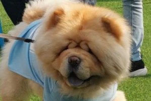 以松狮不能吃什么（了解松狮的饮食禁忌，让它健康快乐）