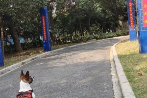 狗狗产后多久能出门？（了解正确的时间和注意事项，让你的爱宠安全出门）