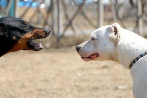 杜高犬饲养指南（掌握这些方法，让你的杜高犬健康快乐）