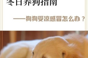 宠物感冒用药指南（了解宠物感冒的症状与治疗方法，正确选择适合的药物）