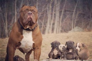 训练你的比特犬来你身边（掌握教导比特犬走过来的技巧和步骤）