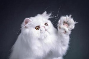 波斯猫的外貌特征与魅力（探索波斯猫的迷人外表及特点）