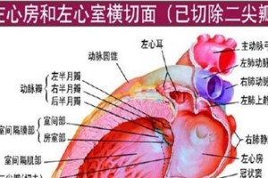 狗弓形体病（了解狗弓形体病，保护宠物健康）