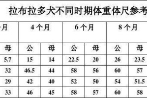 拉布拉多新手养成手册（从挑选到训练，全方位指导你成功养狗）