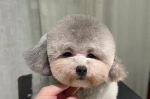 狗狗修毛多久一次？（了解狗狗修毛频率的重要性）