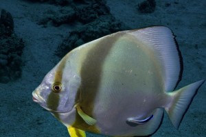 上班族养什么鱼？-找寻适合忙碌生活的水族宠物（选择合适的鱼类伴侣，让工作繁忙的生活更有乐趣）