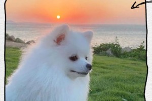 博美毛剃多久能长好？（揭秘博美毛剃后恢复需要多久，教你正确护理宠物狗狗的毛发）
