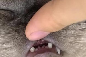 小猫为什么牙齿小？（探究小猫牙齿小的原因和作用）