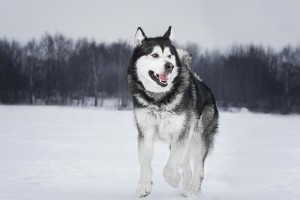 南方如何养好阿拉斯加（宠物犬的细致呵护）