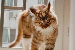 长毛猫的毛发周期及适时发毛的重要性（掌握长毛猫的发毛时间，让爱宠更健康）