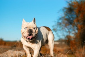 保护斗牛犬眼睛健康的必要性（探讨斗牛犬常见眼疾及预防方法）