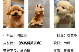 金毛皮肤病治愈时间如何？（金毛皮肤病治疗时长及关键要素分析）