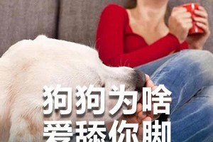 小狗舔脚的好处与益处（小狗舔脚的益处对它们和我们的健康有何影响）