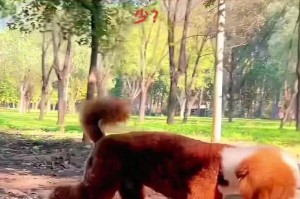 巨型贵宾犬价格揭秘（了解巨型贵宾犬的价格和影响因素）