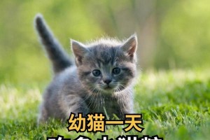 一个月小猫的日常饮食（营养均衡的饮食计划，助力小猫健康成长）