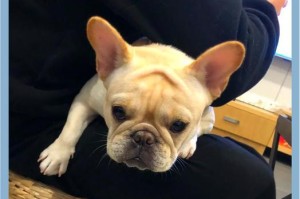 狗狗产后饮食（科学喂养帮助小狗健康成长）