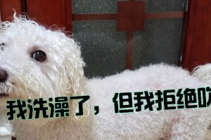 幼犬洗澡的最佳时间（以宠物为主，让你的宝贝健康幸福）