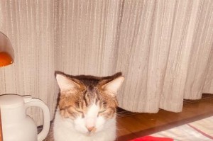 猫为何喜欢蹭？（揭秘猫蹭的原因及意义）