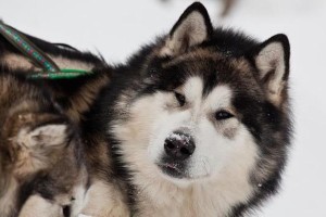 阿拉斯加雪橇犬的饮食需求（以宠物为主，营养均衡的饮食对健康至关重要）