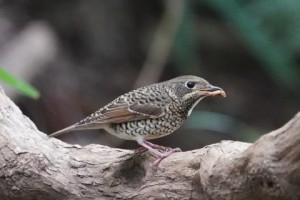 白喉矶鸫饲养全指南（宠物矶鸫的养护、喂食和训练）