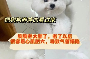 小比熊幼犬的价格分析（了解小比熊幼犬的市场行情及相关费用）