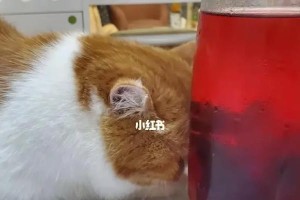 猫咪炎热夏季的降温良药（最有效的药物降温方法，让你的猫咪度过舒爽的夏天）