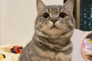 非纯种猫的缺点及考量（纯种猫无法满足的需求与担忧）