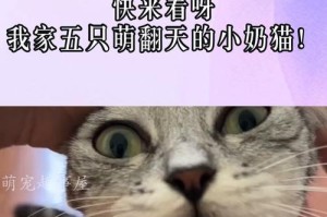 我家的猫——一只可爱的小伙伴（与我共度时光的那只猫咪）
