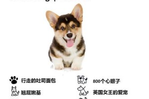 如何照顾3个月大的柯基犬？（宠主必备知识与技巧）