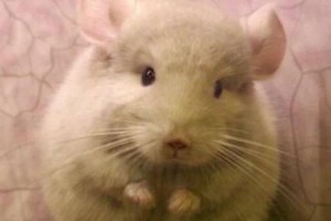 龙猫为什么会吃孩子？（揭秘龙猫食性的原因与背后的生态环境）