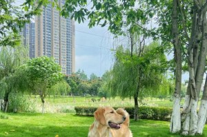 金毛犬的性成熟过程及时间（金毛犬性成熟的关键指标与饲养建议）