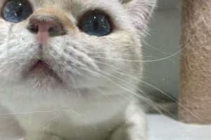 猫的魅力（探索猫咪为何拥有无与伦比的吸引力）