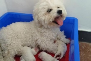 如何判断比熊犬是否怀孕（宠物比熊犬怀孕的迹象及鉴定方法）