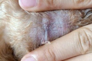 泰迪狗发烧的原因及处理方法（探究泰迪狗发烧的常见因素和有效治疗方式）