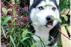 以吃草的狗是什么动物？（揭秘草食性犬类的特殊生态系统）