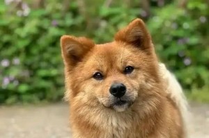 四种没有体臭的狗狗品种（身上香香的狗狗大盘点，让你告别为狗狗洗澡的烦恼）